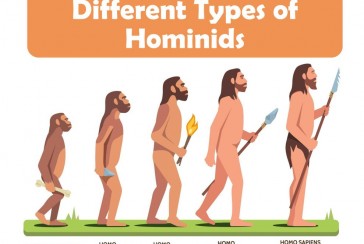 Who is the hominin and how did they eat in the past?