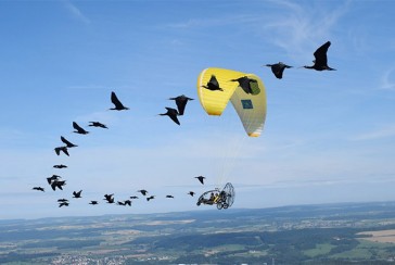 He flies with bald ibis and teaches them new flight routes: Who is biologist Johannes Fritz?