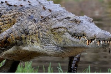 He ate 300 people: Who is Gustave the crocodile?