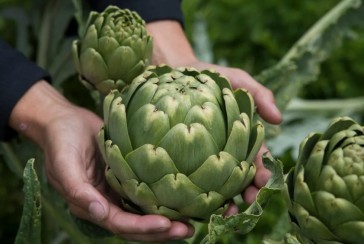 Who is the man who named his son after artichoke?