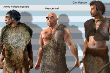 Most of his/her fossils have been found in Europe: Who is Homo Heidelbergensis?