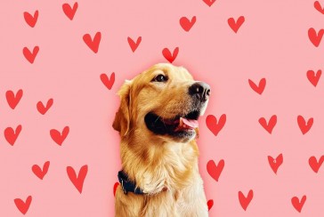 Who do you call a Golden Retriever boyfriend? What are its features?