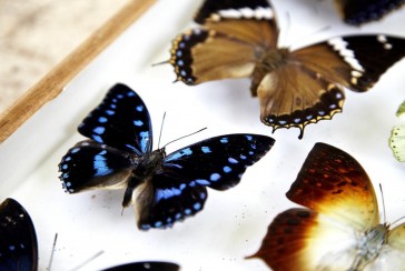 Who is a Lepidopterist, who is called a Lepidopterist?