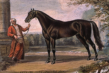 He is known as the father of thoroughbred racehorses in equestrian history: Who is Byerley Turk?