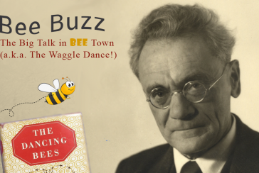 He discovered that bees dance and received the Nobel Prize: Who is Karl von Frisch?