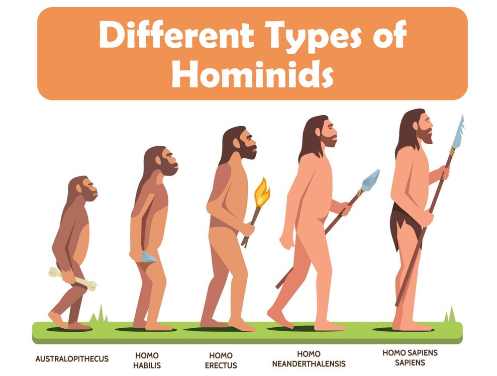 Who is the hominin and how did they eat in the past?