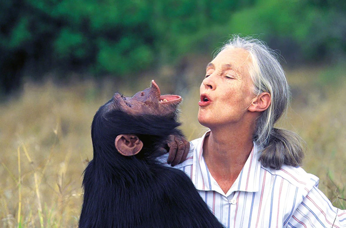 The woman who spent her life living with chimpanzees: Who is Jane Goodall?