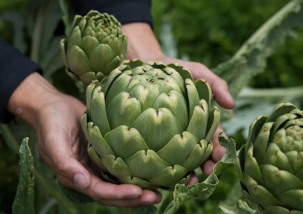 Who is the man who named his son after artichoke?