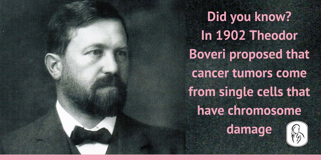 Thanks to him, we understood cell division: Who is Theodor Boveri?