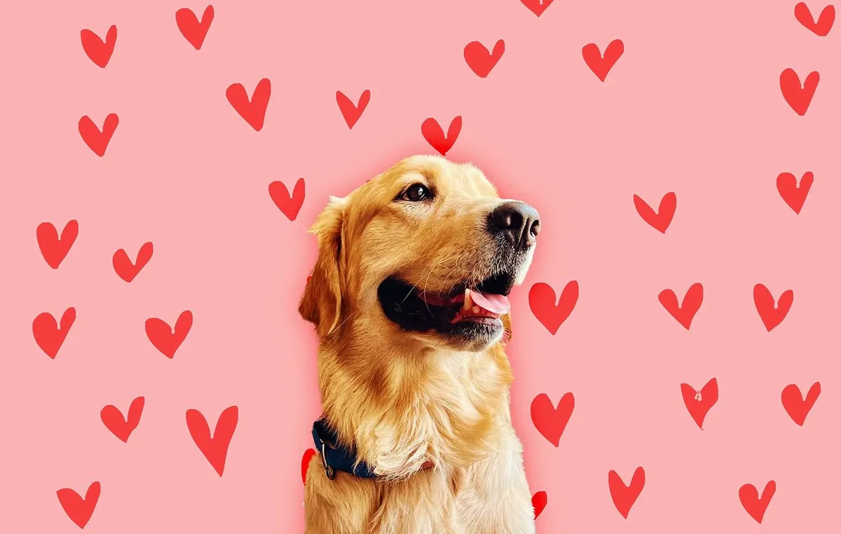 Who do you call a Golden Retriever boyfriend? What are its features?