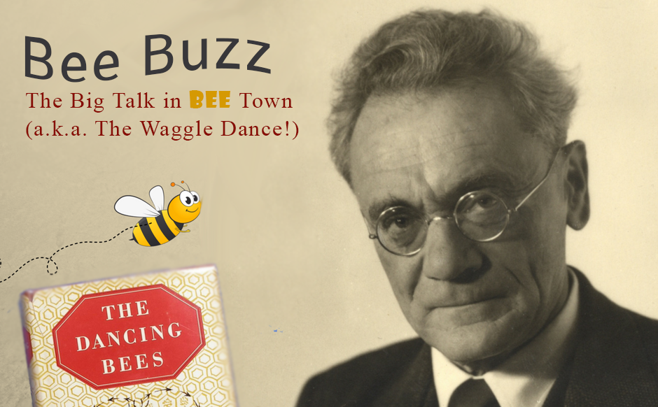 He discovered that bees dance and received the Nobel Prize: Who is Karl von Frisch?